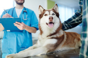 Heartworm Care In Scarsdale