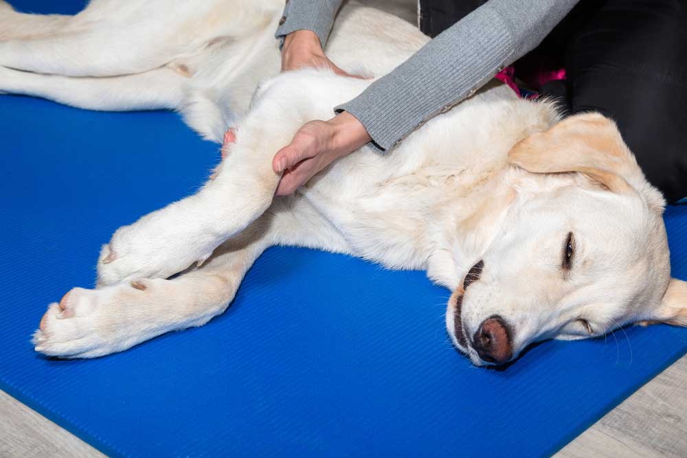 Pet Arthritis Pet Arthritis Care In Scarsdale
