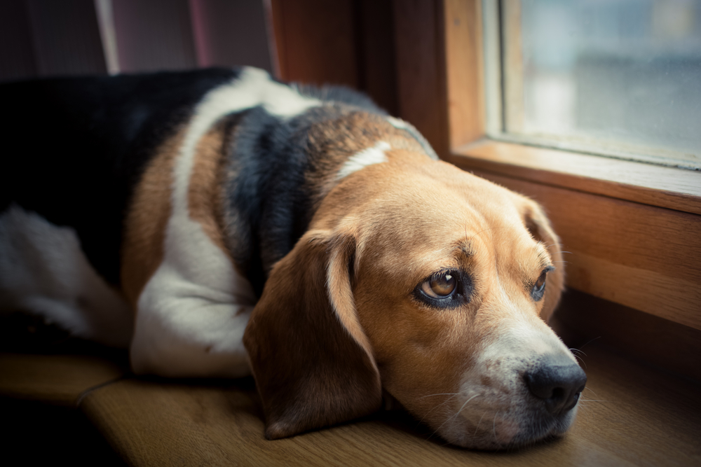 Urgent Pet Care in Scarsdale Urgent Pet Care in Scarsdale