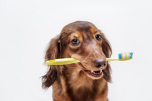 Pet Dental Exam Scarsdale