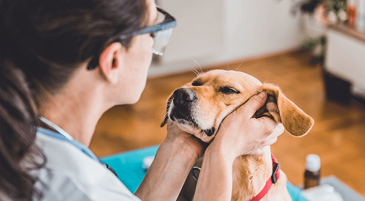 Annual Pet Exam in Scarsdale