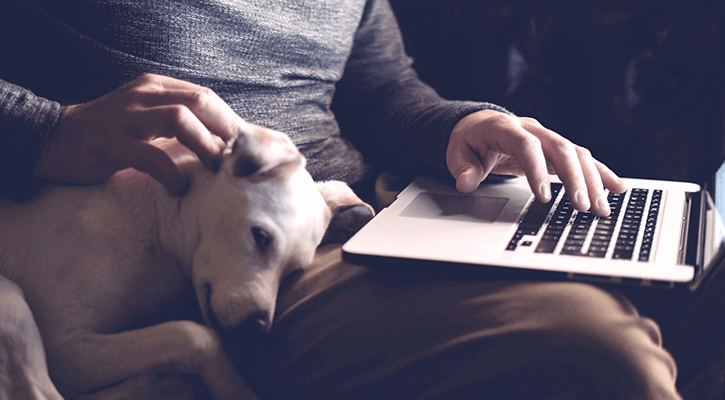 Emergency Vet Care in Scarsdale Emergency Vet in Scarsdale