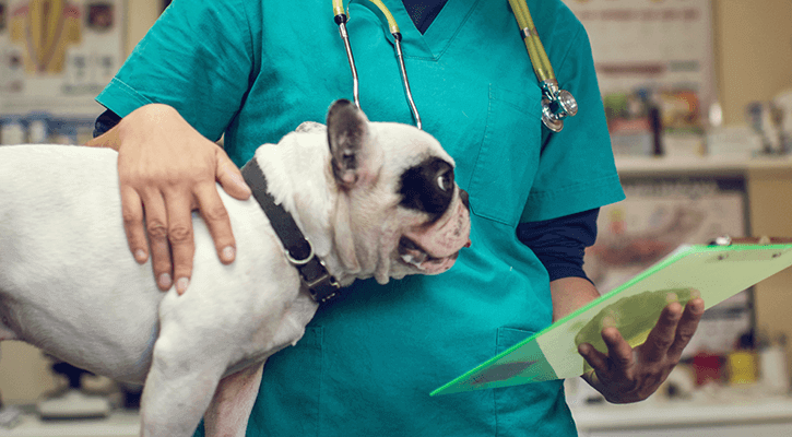 Pet Surgery Scarsdale Dog With Surgeon