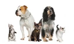 about_us_pet_services about_us_pet_services