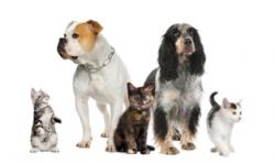 about_us_pet_services