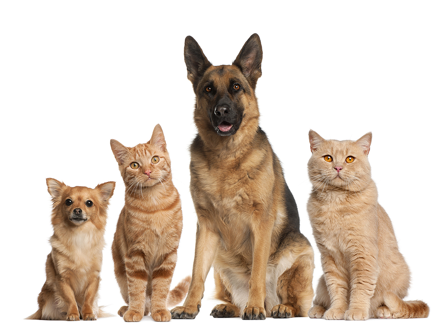 bigstock-Group-of-dogs-and-cats-sitting-30485996