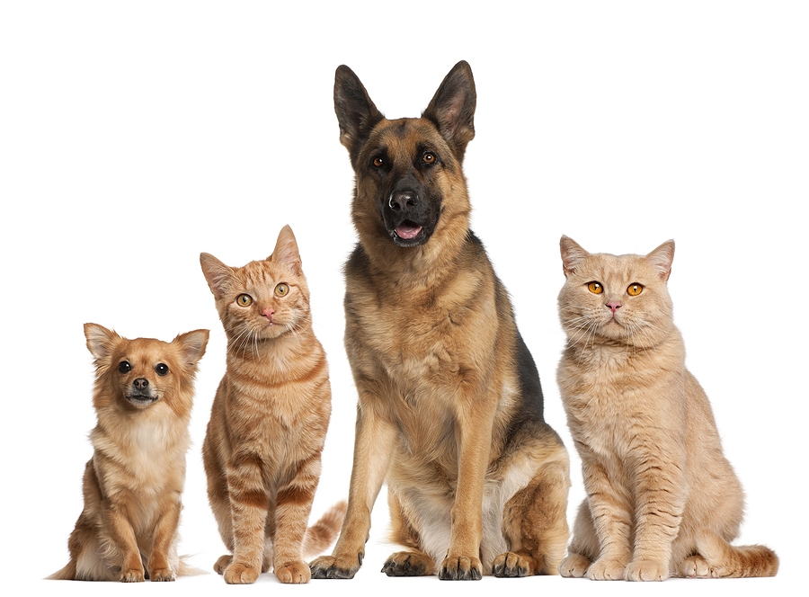 bigstock-Group-of-dogs-and-cats-sitting-30485996 bigstock-Group-of-dogs-and-cats-sitting-30485996
