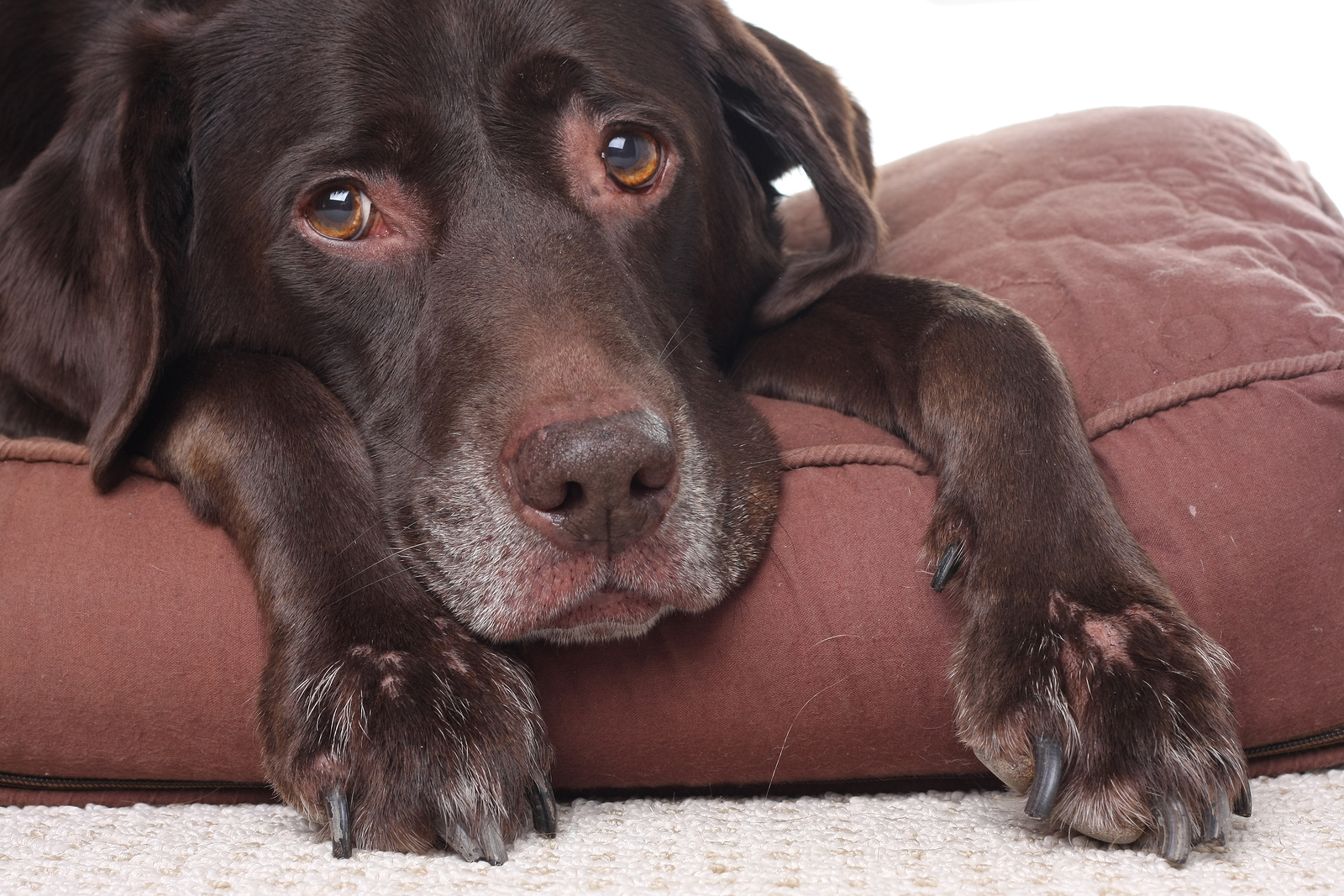 Pet Toxic Ingestion Pet Poisonings