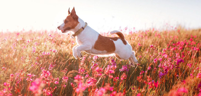 dog boarding faq dog boarding faq