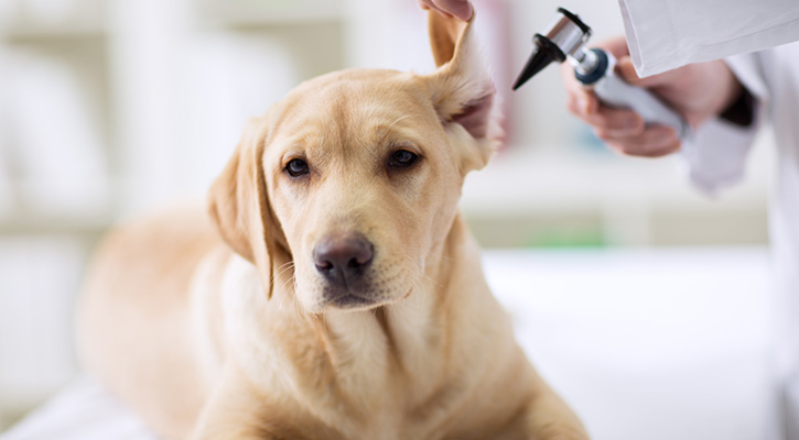 Preventative Pet Care Scarsdale