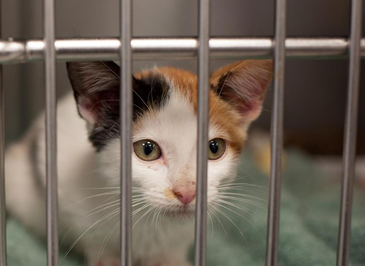 pet faq pet faq