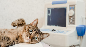 Pet Cardiology
