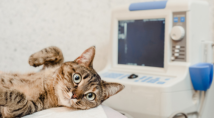 Pet Cardiology in Scarsdale Pet Cardiology