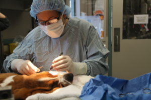 Neutering In Scarsdale