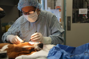 Pet Eye Injury Care in Scarsdale