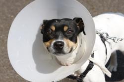 dog wearing cone after being neutered and spayed At Central Animal Hospital.