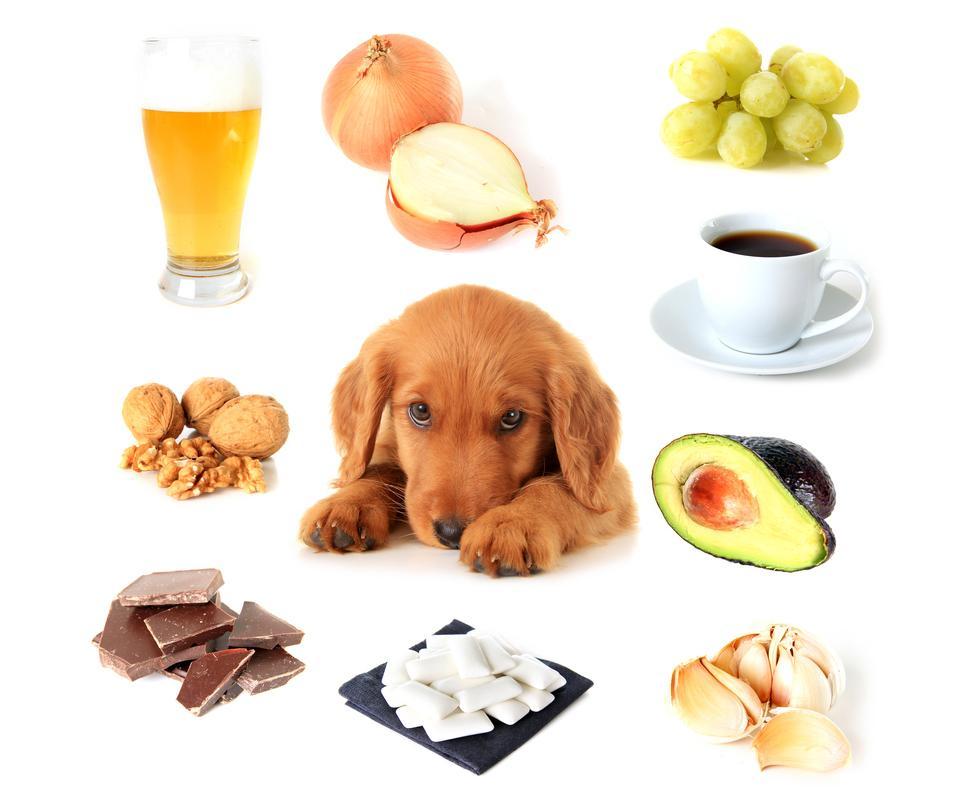 puppy surrounded by toxic foods like grapes, onions, and chocolate