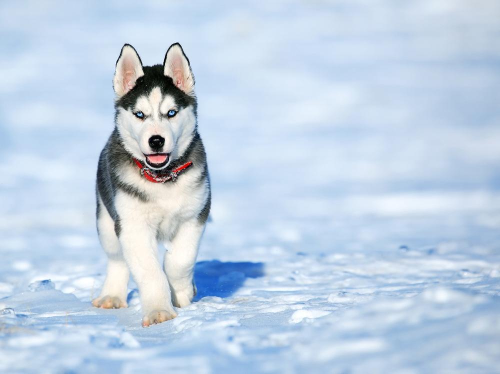 Husky Playing In Snow