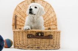dog inside of a basket