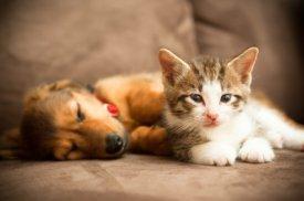 What To Expect - Cat and a Dog