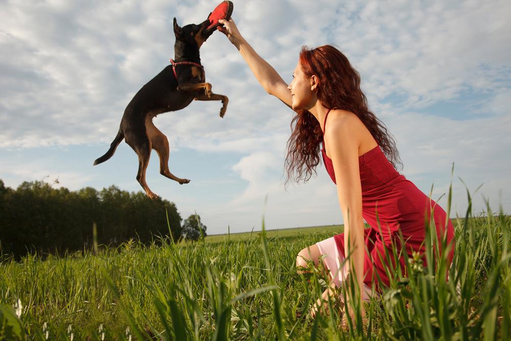 dog playing frisbee with his owner during the summer